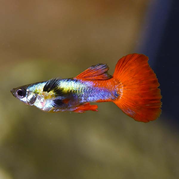 Dumbo Ear Silver Tux Guppy, Male Dumbo Ear Silver Tux Guppy, Male